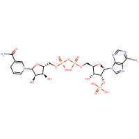53-57-6 25 MG-NICOTINAMIDE ADENINE DINUCLEOTIDEPHOSPHATE REDUCED.NA4-SALT AN.GR. chemical structure