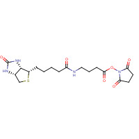 258289-54-2 2,5-Dioxopyrrolidin-1-yl 4-(5-((3aS,4S,6aR)-2-oxohexahydro-1H-thieno[3,4-d]imidazol-4-yl)pentanamido)butanoate chemical structure
