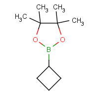 1360914-08-4 2-cyclobutyl-4,4,5,5-tetramethyl-1,3,2-dioxaborolane chemical structure