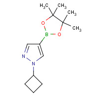 1002309-48-9 1-cyclobutyl-4-(4,4,5,5-tetramethyl-1,3,2-dioxaborolan-2-yl)pyrazole chemical structure